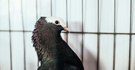 Un porumbel a fost ARESTAT şi dus de urgenţă la închisoare! Nu vei ghici niciodată MOTIVUL!