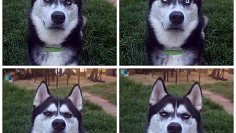 FOTO! Hahahaaaa! Fețele unui câine dezamăgit au cucerit internetul! 
