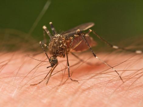 Cum să păstrezi ţânţarii la distanţă! Remedii naturiste eficiente care te scapă INSTANT de insecte