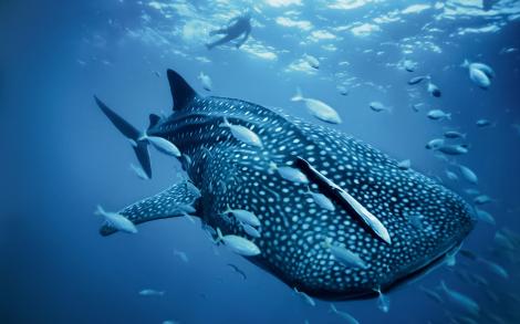 Imagini care îţi taie respiraţia: Aşa arată cel mai mare peşte din lume! Monstrul marin cântăreşte 21,5 tone