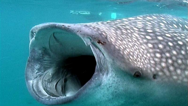 Imagini care îţi taie respiraţia: Aşa arată cel mai mare peşte din lume! Monstrul marin cântăreşte 21,5 tone