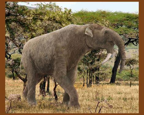 Descoperire istorică în Vaslui: A fost găsit un schelet al strămoşului elefantului, vechi de şapte-opt milioane de ani!