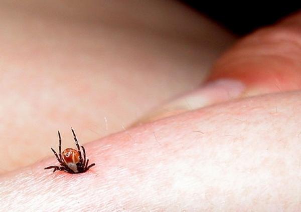 Invazia căpușelor, un fenomen periculos! Cum &icirc;ndepărtezi corect o astfel de insectă! VIDEO