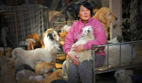 100 de bucăți, 1100 de dolari! O iubitoare de animale a cumpărat câinii care urmau să fie mâncati la un festival din China