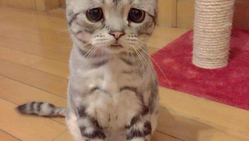 Cea mai tristă pisică din lume a cucerit milioane de oameni cu modul în care arată!
