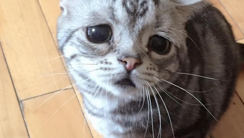 Cea mai tristă pisică din lume a cucerit milioane de oameni cu modul în care arată!