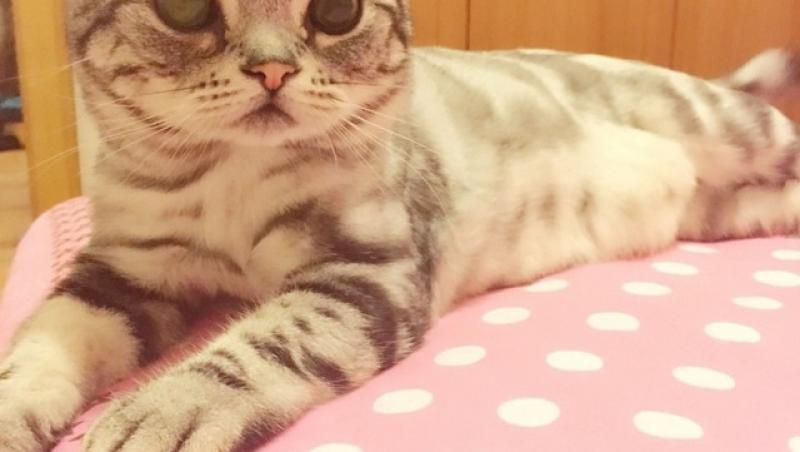 FOTO: Ea este cea mai tristă pisică din lume! Pozele fac senzație pe internet