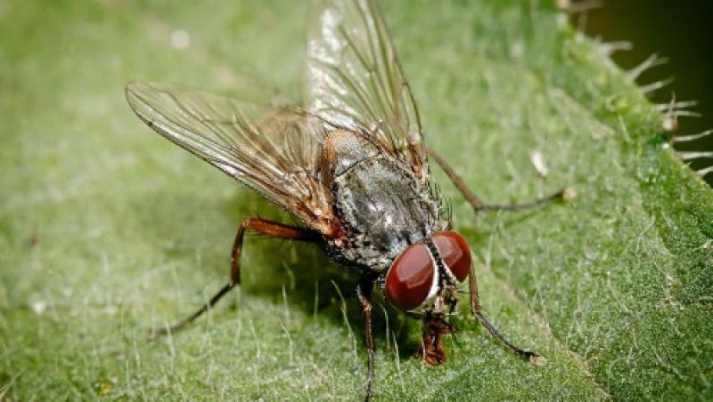 Cum să scapi instant de insectele enervante! Pungile cu apă, o capcană eco, folosită de mii de oameni