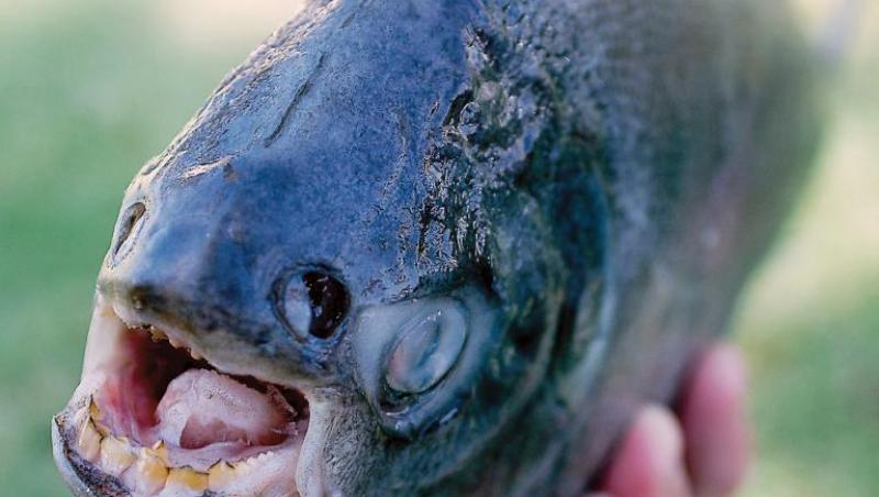 Surpriză uriașă pentru un pescar! A prins un pește…cu dinți și a rămas fără cuvinte când l-a văzut