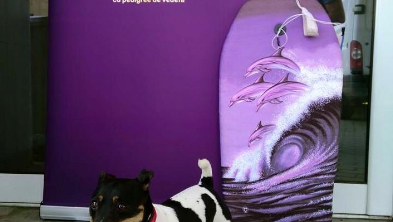 Ieri, la Timișoara, orașul în care s-au organizat primele preselecții pentru un show cu pedigree de vedetă: Un câine face surf și vrea să devină vedetă „Ham talent”