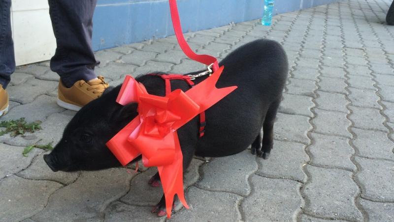 Ieri, la Timișoara, orașul în care s-au organizat primele preselecții pentru un show cu pedigree de vedetă: Un câine face surf și vrea să devină vedetă „Ham talent”