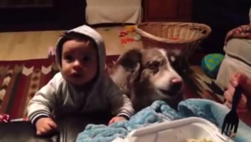 Părinții încercau să îl facă pe bebeluș să spună „mama”, dar apoi câinele a făcut ceva de-a dreptul neașteptat! (VIDEO)
