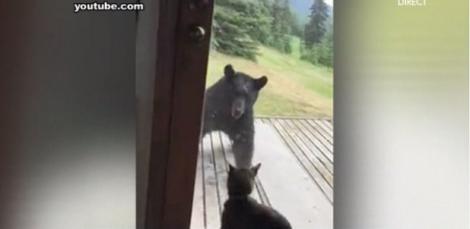 VIDEO! Hahahaa: Ursul păcălit de... pisică! Felina a reușit să-l pună pe fugă pe Moș Martin
