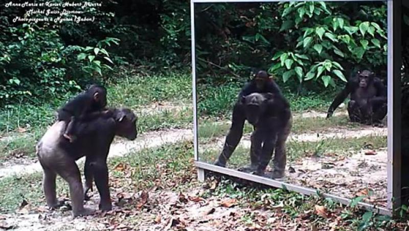Vorba aceea, omul se trage din maimuță! Au montat o oglindă în junglă pentru a vedea reacția animalelor! (VIDEO)