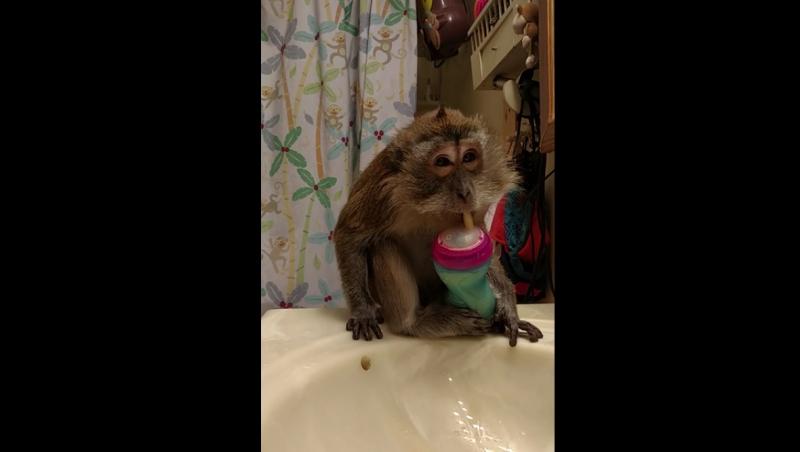 Aşa cevaaa…rar ai ocazia să vezi! Cum arată prima maimuţă metrosexuală! Râzi cu lacrimi