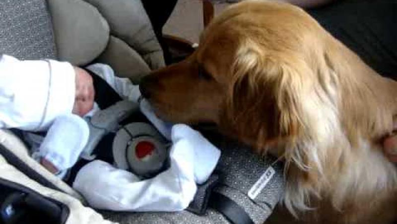 Ce face un câine atunci când întâlnește pentru prima oară un bebeluș Noul viral de pe Facebook! (VIDEO)