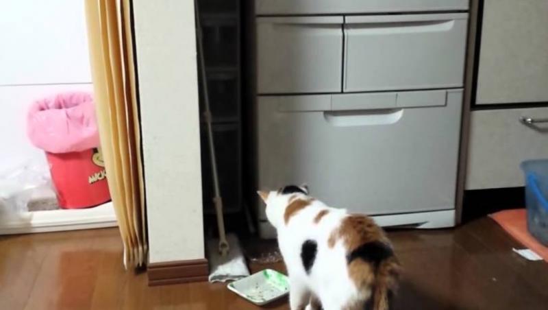 O pisică face urât atunci când dă cu ochii de un castravete