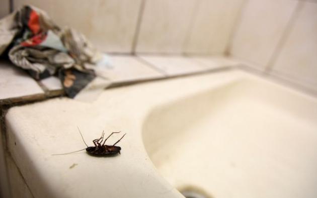 Observator 19. Spitalele bucureștene, bombe biologice!