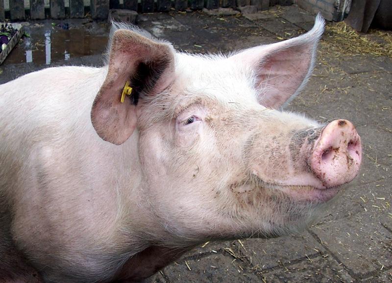 Organe umane, dezvoltate &icirc;n corpul unor porci, folosite pentru transplanturi! Invenția care ar putea revoluționa medicina