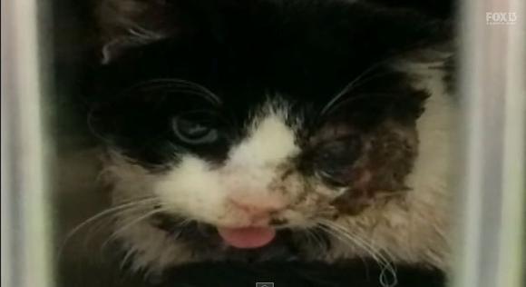 E clar, pisicile au sigur nouă vieţi! A fost &icirc;nmorm&acirc;ntată, dar s-a &icirc;ntors acasă! Cum arată