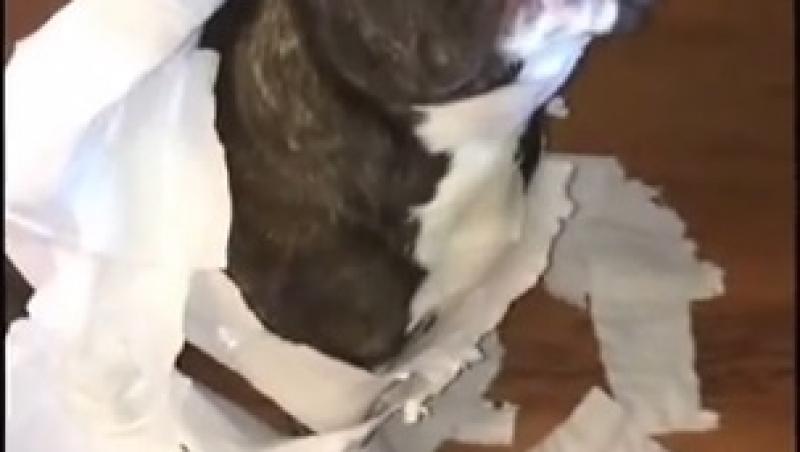 A făcut dezastru în casă cu rola de hârtie! Când stăpână l-a întrebat cine e vinovat, câinele a dat un răspuns de milioane! (VIDEO)