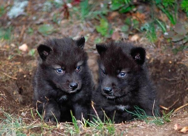 A cumpărat doi pui de c&acirc;ine, dar c&acirc;nd aceștia au crescut a văzut ceva bizar! Aceștia erau de fapt...urși!