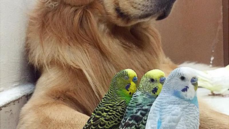 Prietenie inedită dintre un câine, un hamster și mai mulți papagali. Galerie FOTO adorabilă