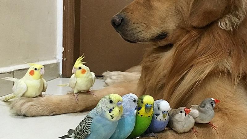 Prietenie inedită dintre un câine, un hamster și mai mulți papagali. Galerie FOTO adorabilă