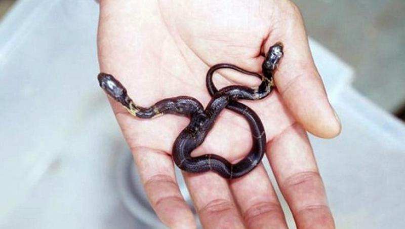 Descoperire uriaşă făcută de un fermier din China! A găsit un şarpe cobra cu două capete