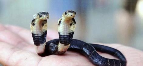 Descoperire uriaşă făcută de un fermier din China! A găsit un şarpe cobra cu două capete