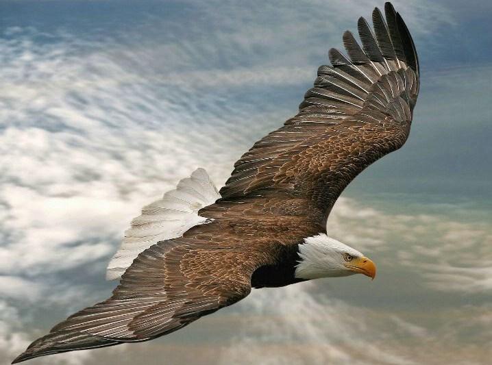 VIDEO: A crezut că a pus gheara pe o masă copioasă, dar&hellip;s-a &icirc;nşelat! Atacul fulger al unui vultur asupra unei drone