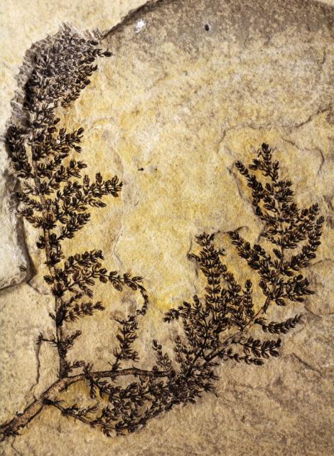 A fost descoperită "cea mai veche floare" de pe Terra cunoscută până acum! A trăit în urmă cu 125 de milioane de ani