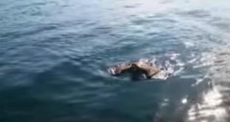 VIDEO: Credea că e o noapte liniștită, perfectă pentru pescuit, dar a avut parte de o sperietură groaznică: Un vultur pleșuv a căzut lângă barcă