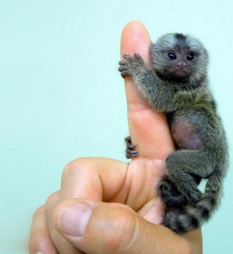 Cea mai mică maimuță din lume a cucerit lumea! Are 135 de milimetri fără coadă și cântărește 120 de grame