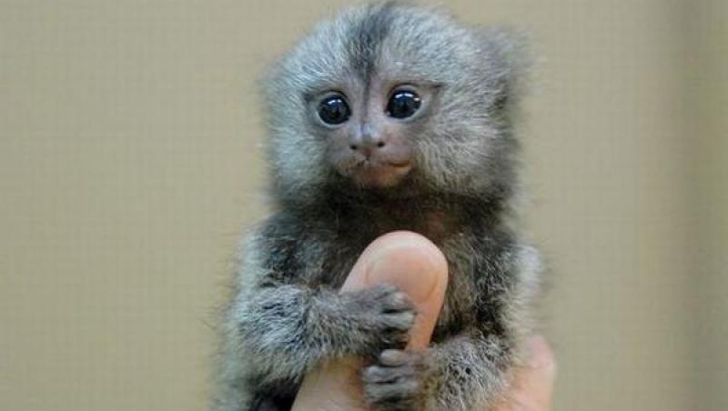 Cea mai mică maimuță din lume a cucerit lumea! Are 135 de milimetri fără coadă și cântărește 120 de grame