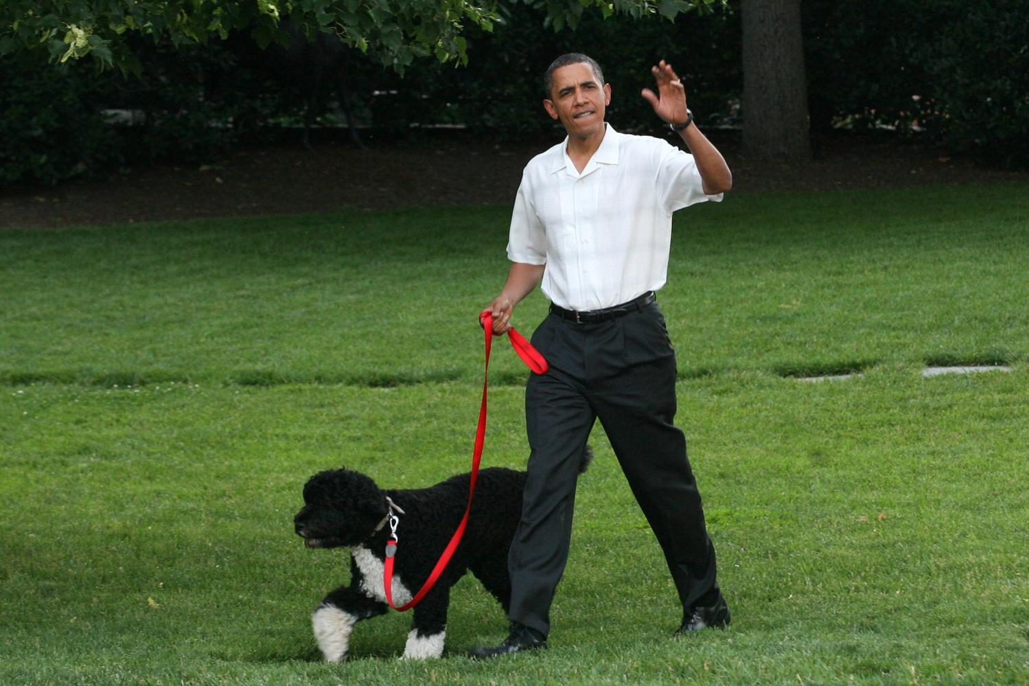 Chiar și cel mai puternic om al planetei iubește animalele! Povestea lui Bo şi a lui Sunny, câinii lui Obama!