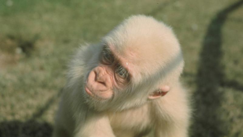 COPITO DE NIEVE: Povestea lui FULG DE NEA, maimuța albinoasă, simbolul Barcelonei. A trăit 40 de ani, a avut 22 de copilași. Toți negri!