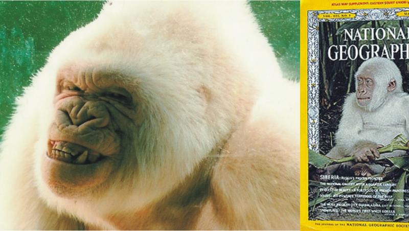 COPITO DE NIEVE: Povestea lui FULG DE NEA, maimuța albinoasă, simbolul Barcelonei. A trăit 40 de ani, a avut 22 de copilași. Toți negri!