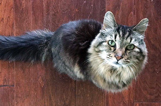 C&acirc;ţi  ani are cea mai bătr&acirc;nă pisică din lume. Care este "secretul" longevităţii ei
