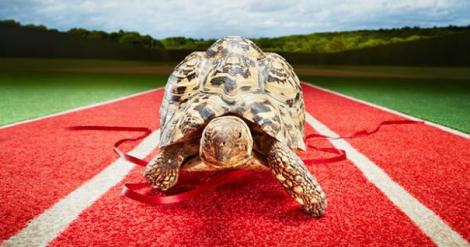 Record absolut doborât de o broască ţestoasă! E cea mai rapidă din lume după ce a parcurs 5,48 m în ''numai'' 19,59 de secunde