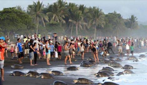 Imagini uimitoare: Distracţia le-a fost întreruptă de un fenomen inedit! Ce a apărut pe o plajă pe care se aflau mii de turişti