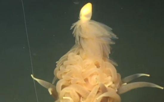 VIDEO: Descoperire șocantă făcută de oamenii de știință! Au găsit o creatură &icirc;nfricoșătoare, &icirc;n ad&acirc;ncurile oceanului