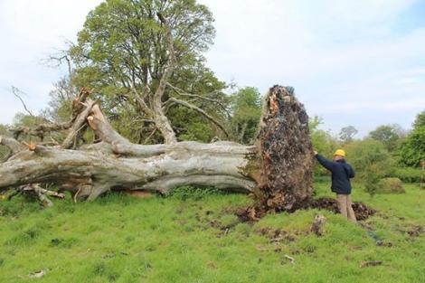 O furtună a doborât un copac bătrân, dar ceea ce au descoperit la rădăcinile lui este șocant! Are aproape 1.000 de ani!