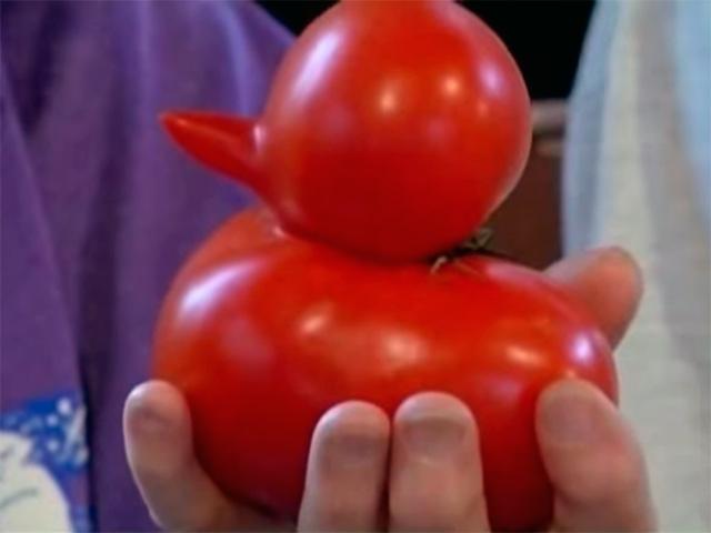 Descoperire senzaţională făcută de nişte bătr&acirc;ni &icirc;n propria grădină! Au găsit o roşie sub formă de raţă şi au devenit faimoşi peste noapte