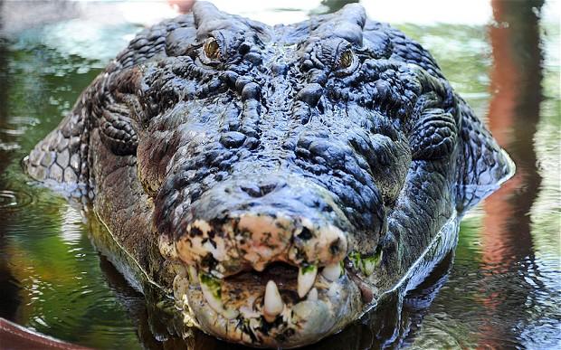 Oameni de pretutindeni au rămas &icirc;nmărmuriţi! Cum arată crocodilul de 100 de ani, care c&acirc;ntăreşte O TONĂ!