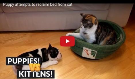 VIDEO: Râzi cu lacrimi! Un cățel se luptă să recupereze patul furat de pisică
