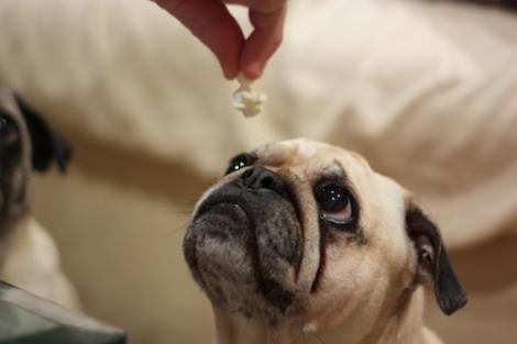 Ce se întâmplă dacă dai popcorn câinelui tău! Nu te-ai fi gândit niciodată la așa ceva!