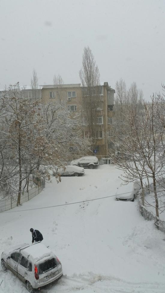 Ninsoarea și viscolul au făcut prăpăd &icirc;n Capitală: Mai mulți copaci s-au prăbușit peste mașini