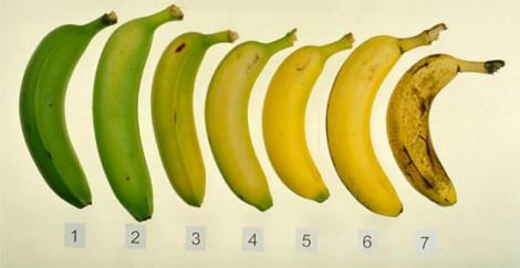 Cercetătorii au descoperit secretul! Bananele trebuie consumate în funcție de organismul fiecăruia! Află care ți se potrivește