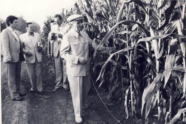 La Vila de la Snagov, Ceaușeștii aveau trei parcele cu porumb. Nimeni nu știa atunci la ce le foloseau!